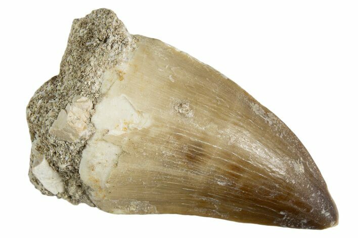 Fossil Mosasaur (Thalassotitan) Tooth - Morocco #345102